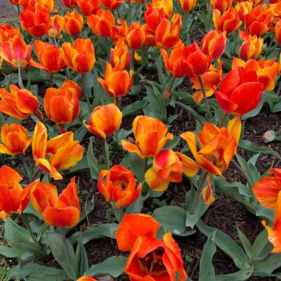 Meet your Posher! - Picture 1 of 1